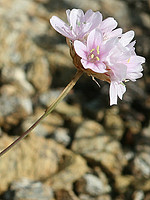 Armeria eriophylla