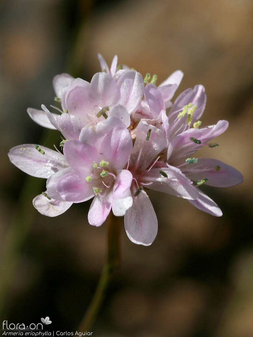 Armeria eriophylla - Flor (geral) | Carlos Aguiar; CC BY-NC 4.0