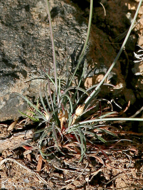 Armeria eriophylla - Folha (geral) | Carlos Aguiar; CC BY-NC 4.0