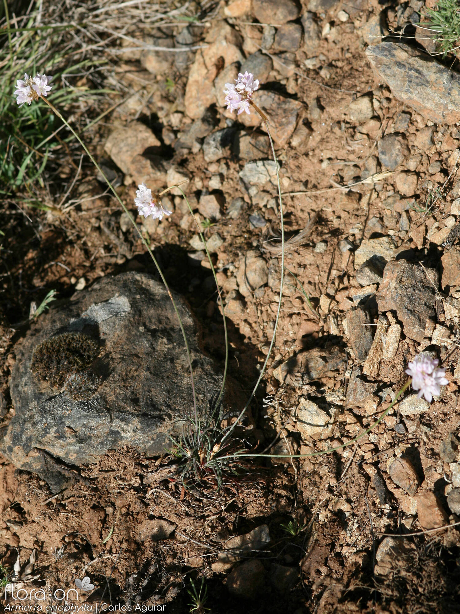 Armeria eriophylla - Hábito | Carlos Aguiar; CC BY-NC 4.0