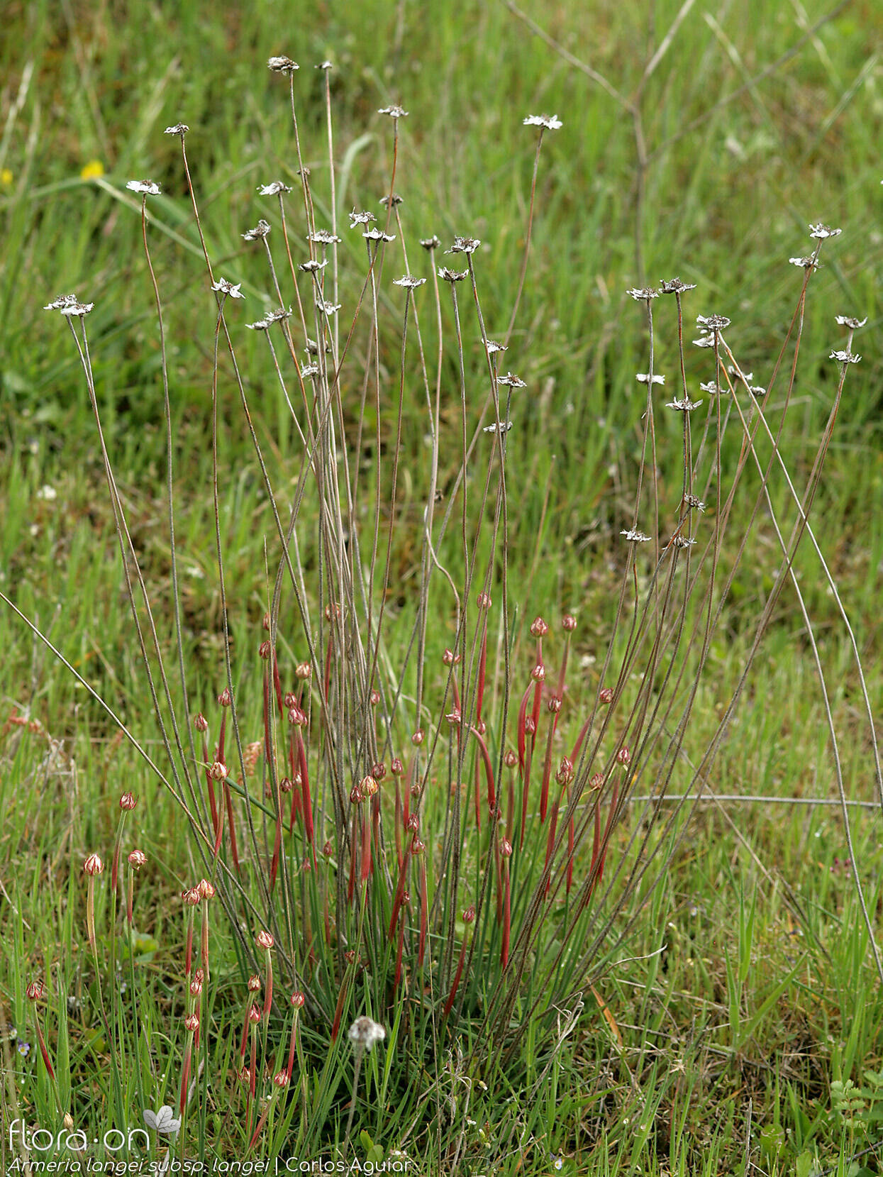 Armeria langei