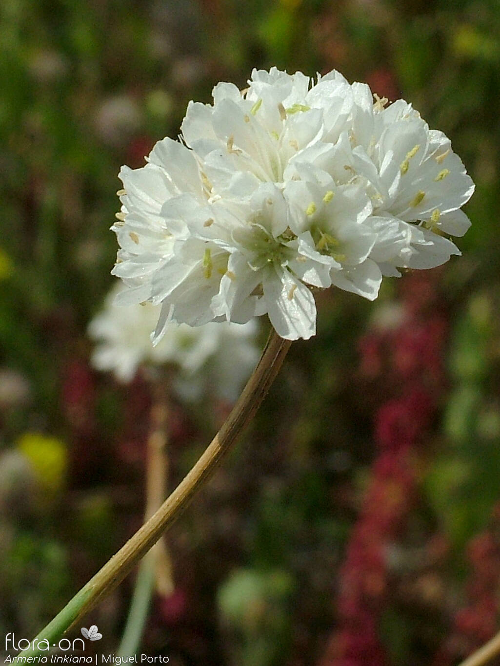 Armeria linkiana - Flor (close-up) | Miguel Porto; CC BY-NC 4.0