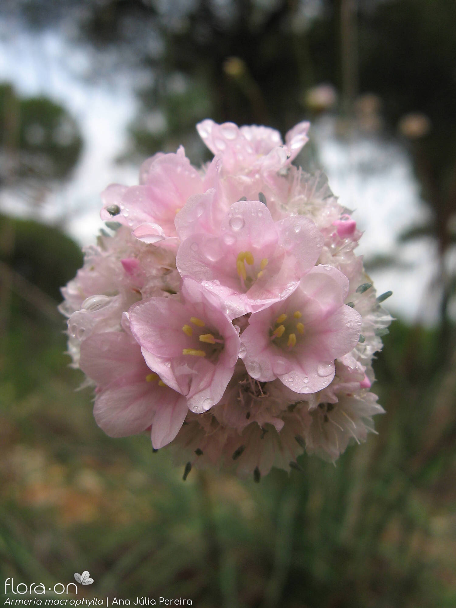 Armeria macrophylla - Flor (close-up) | Ana Júlia Pereira; CC BY-NC 4.0