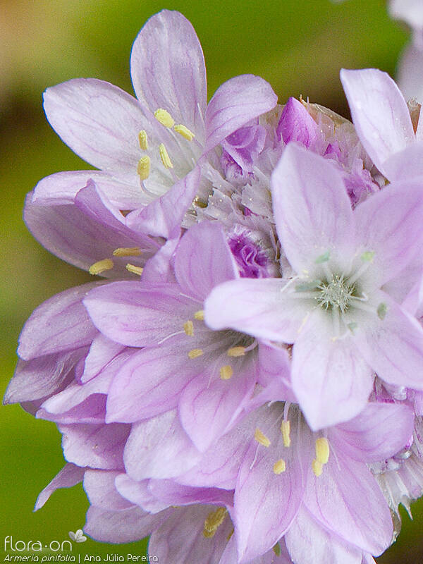 Armeria pinifolia - Flor (close-up) | Ana Júlia Pereira; CC BY-NC 4.0
