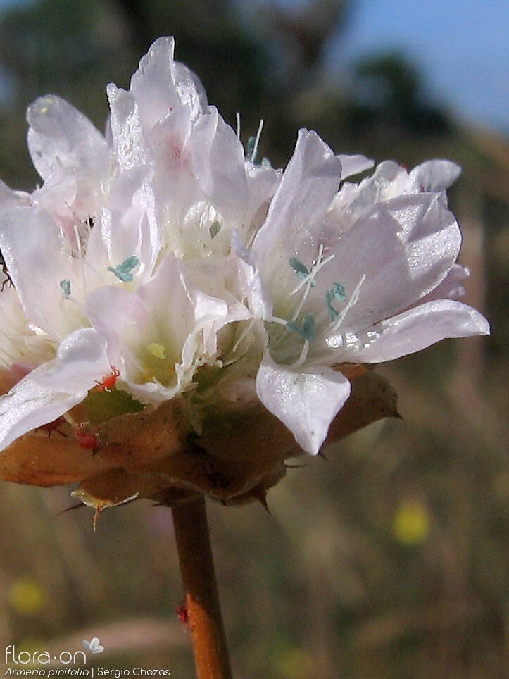 Armeria pinifolia - Flor (close-up) | Sergio Chozas; CC BY-NC 4.0