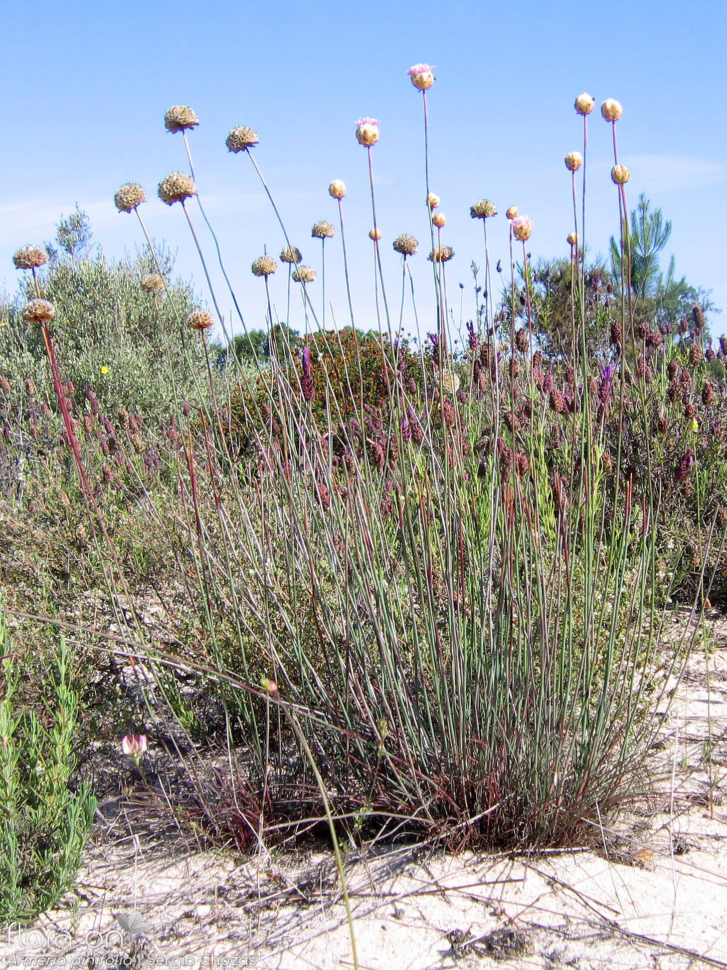 Armeria pinifolia - Hábito | Sergio Chozas; CC BY-NC 4.0
