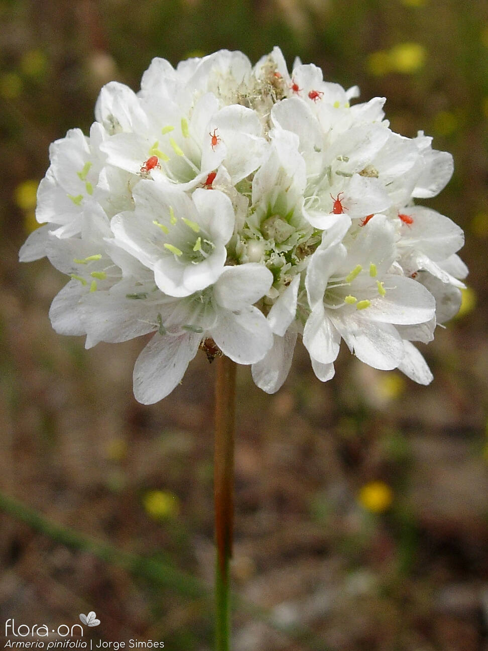 Armeria pinifolia - Flor (geral) | Jorge Simões; CC BY-NC 4.0