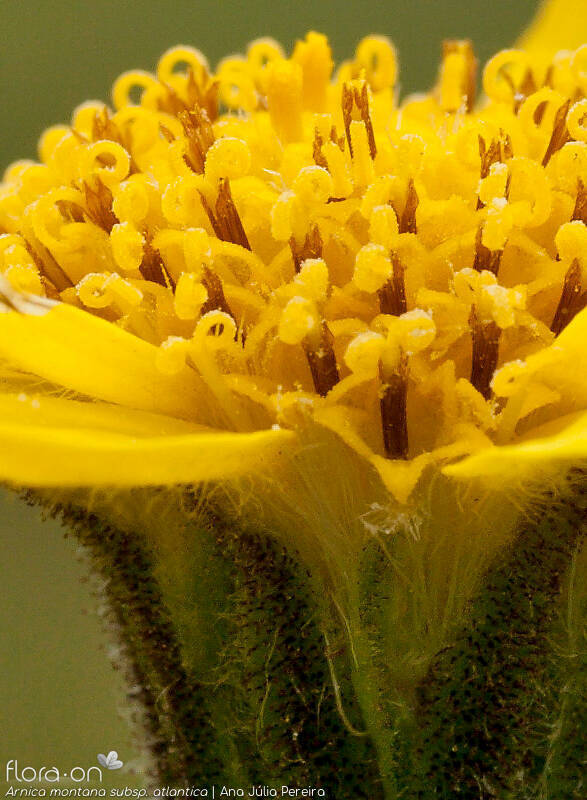Arnica montana atlantica - Flor (close-up) | Ana Júlia Pereira; CC BY-NC 4.0