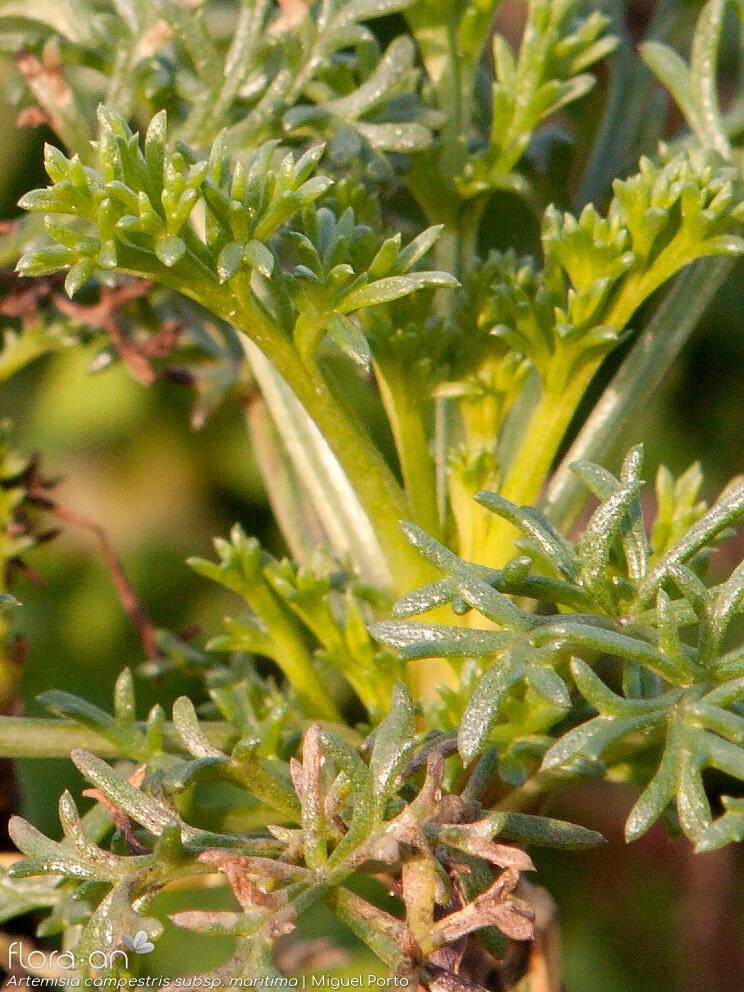 Artemisia campestris - Folha | Miguel Porto; CC BY-NC 4.0