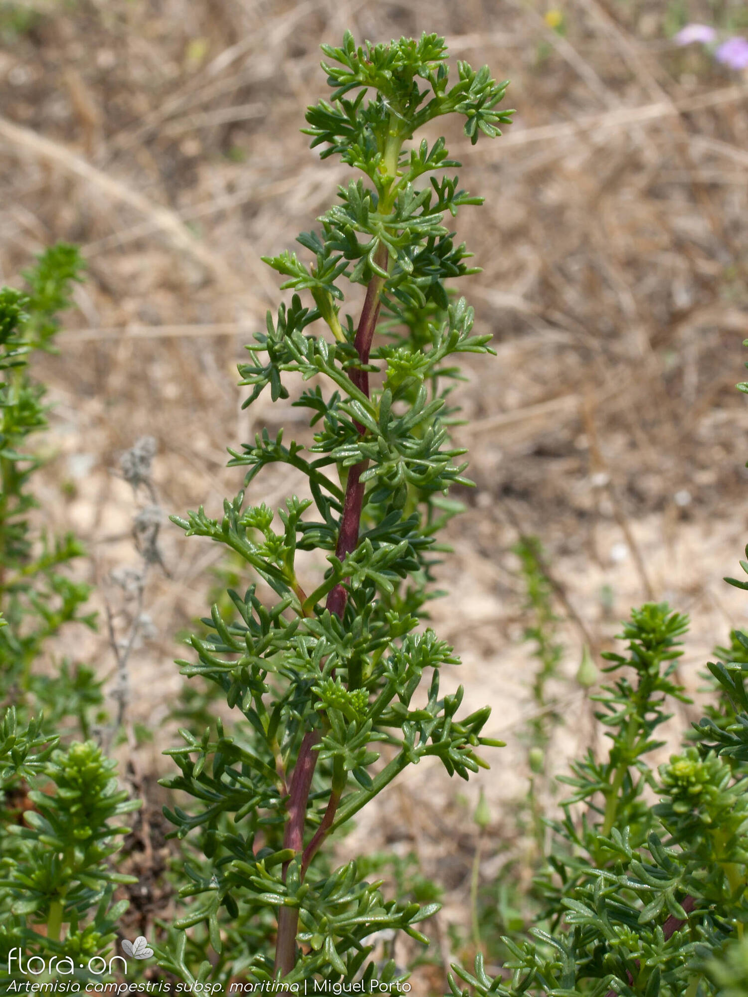Artemisia campestris - Ramo | Miguel Porto; CC BY-NC 4.0