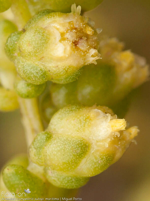 Artemisia campestris - Capítulo | Miguel Porto; CC BY-NC 4.0