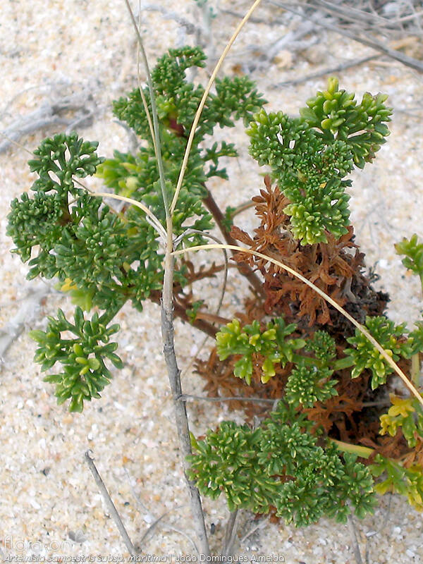 Artemisia campestris - Hábito | João Domingues Almeida; CC BY-NC 4.0