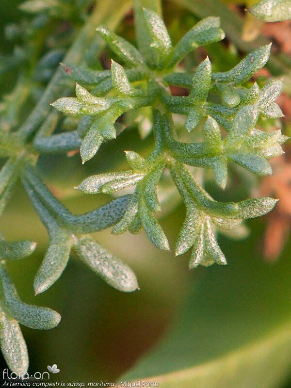 Artemisia campestris - Folha | Miguel Porto; CC BY-NC 4.0