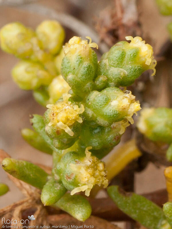 Artemisia campestris - Capítulo | Miguel Porto; CC BY-NC 4.0