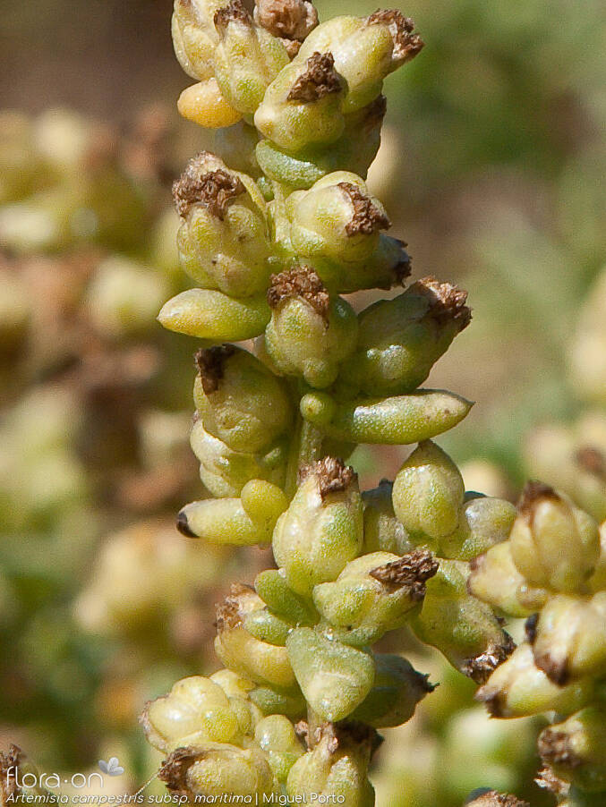 Artemisia campestris - Capítulo frutífero | Miguel Porto; CC BY-NC 4.0