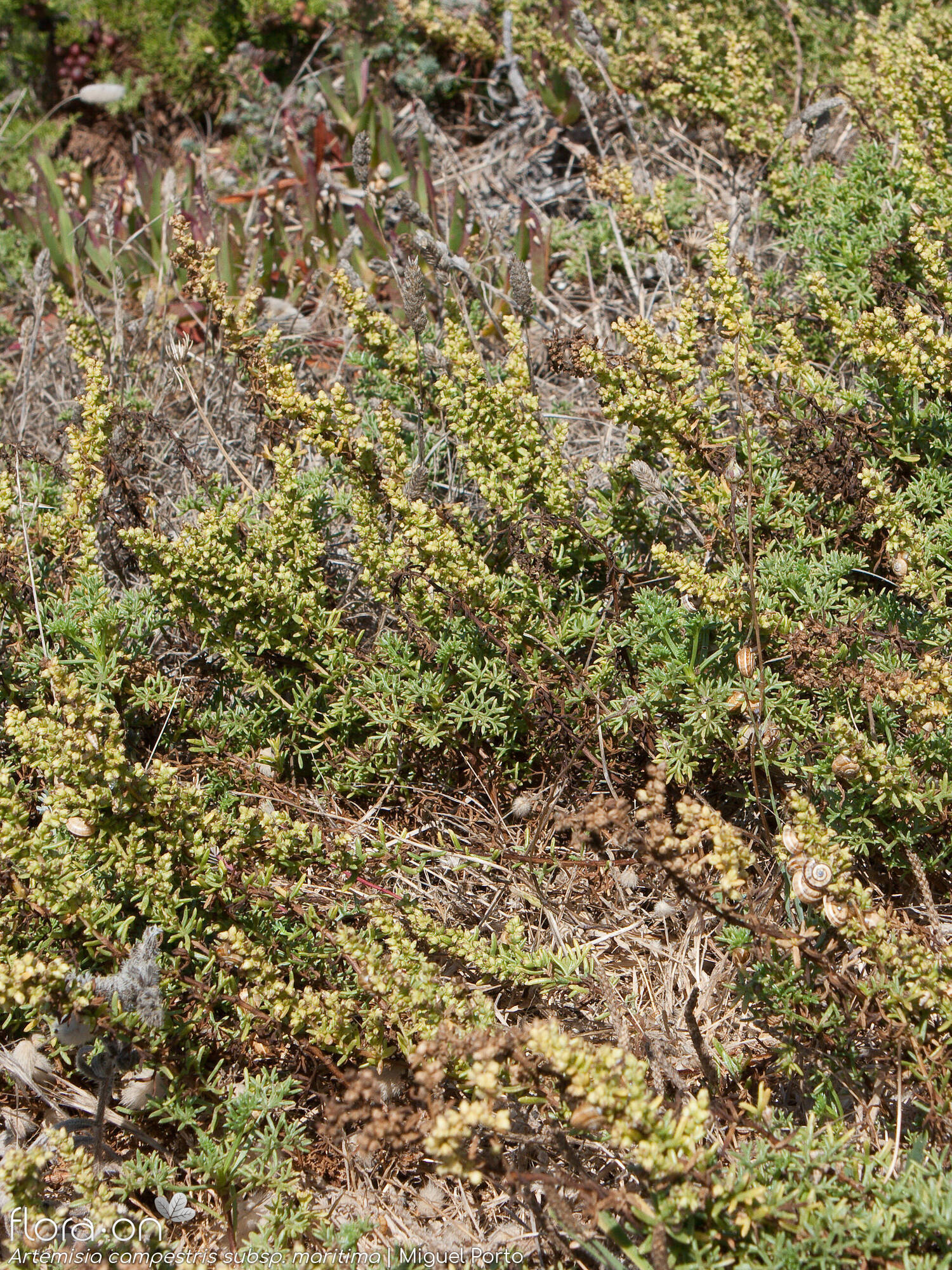 Artemisia campestris - Hábito | Miguel Porto; CC BY-NC 4.0