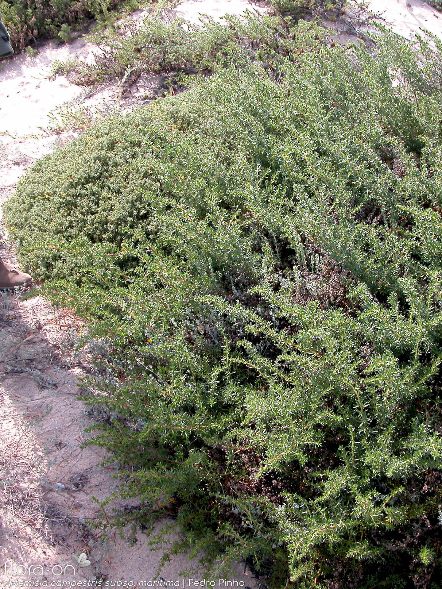 Artemisia campestris - Hábito | Pedro Pinho; CC BY-NC 4.0