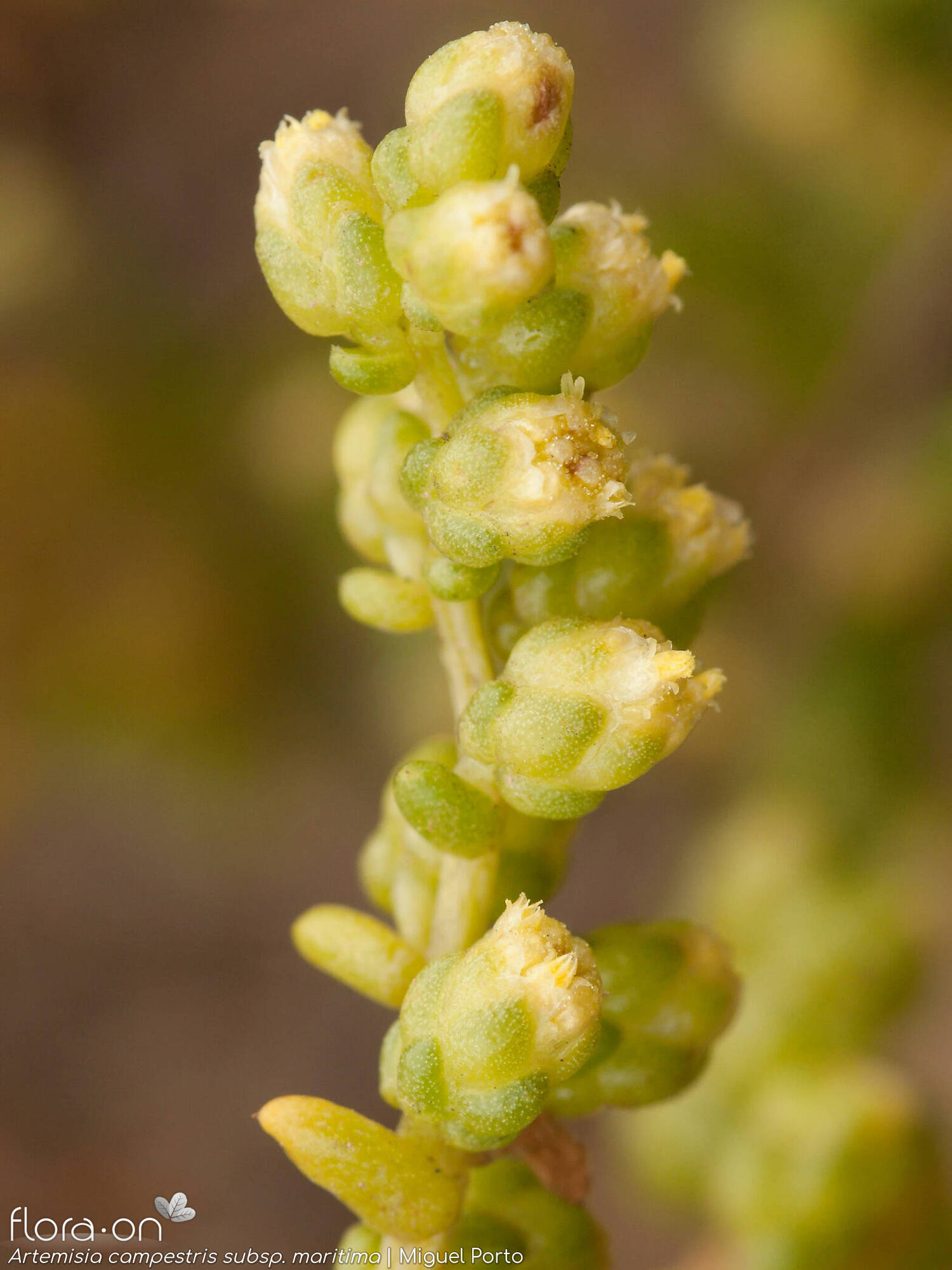Artemisia campestris - Flor (geral) | Miguel Porto; CC BY-NC 4.0