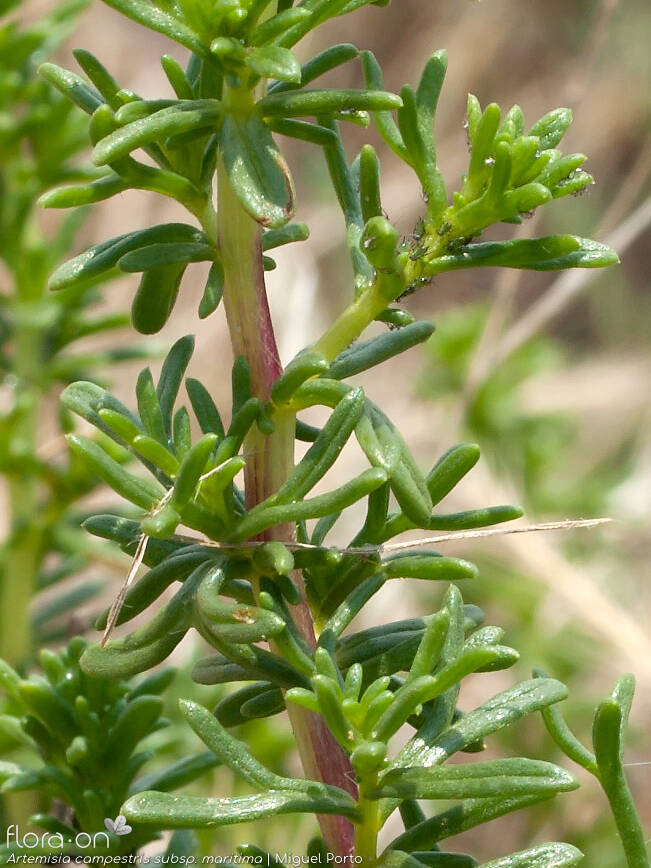 Artemisia campestris - Caule | Miguel Porto; CC BY-NC 4.0