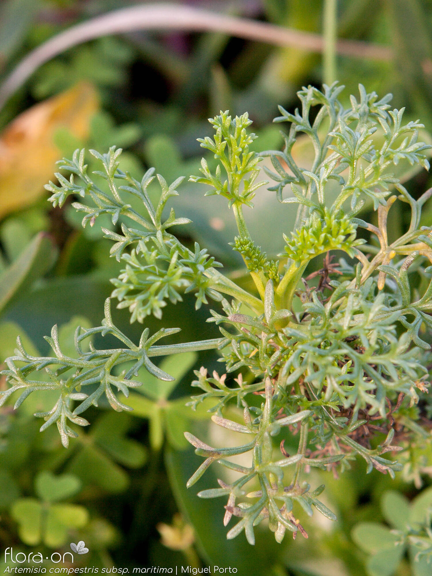 Artemisia campestris - Folha (geral) | Miguel Porto; CC BY-NC 4.0
