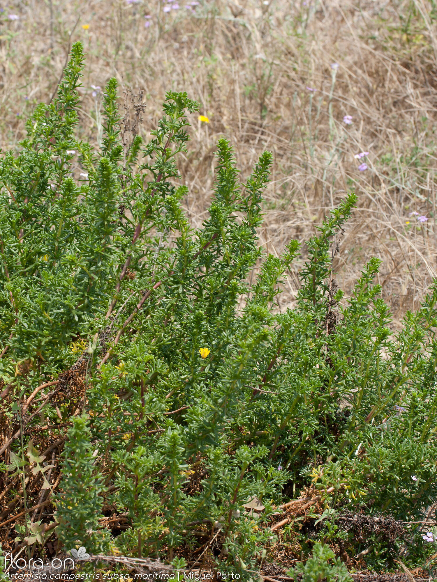 Artemisia campestris - Hábito | Miguel Porto; CC BY-NC 4.0