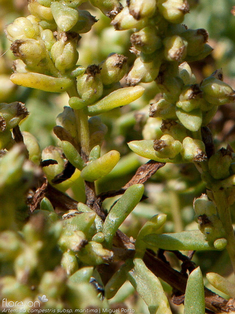 Artemisia campestris - Capítulo frutífero | Miguel Porto; CC BY-NC 4.0