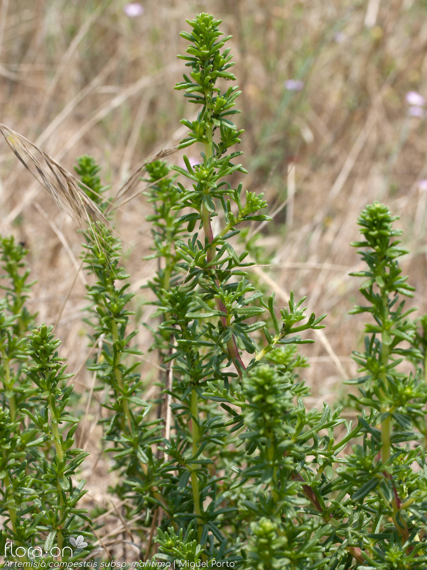 Artemisia campestris - Ramo | Miguel Porto; CC BY-NC 4.0