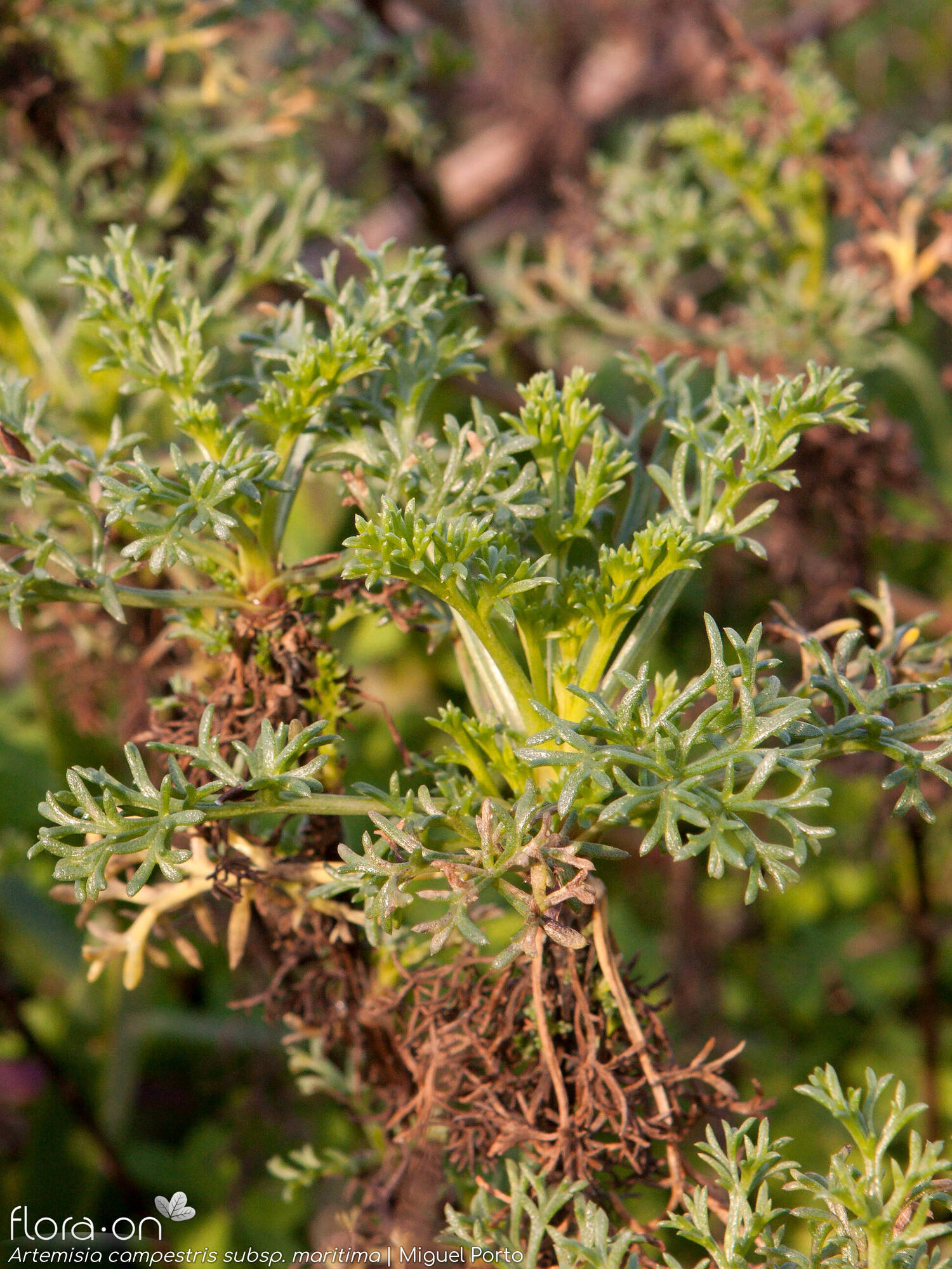 Artemisia campestris - Folha (geral) | Miguel Porto; CC BY-NC 4.0