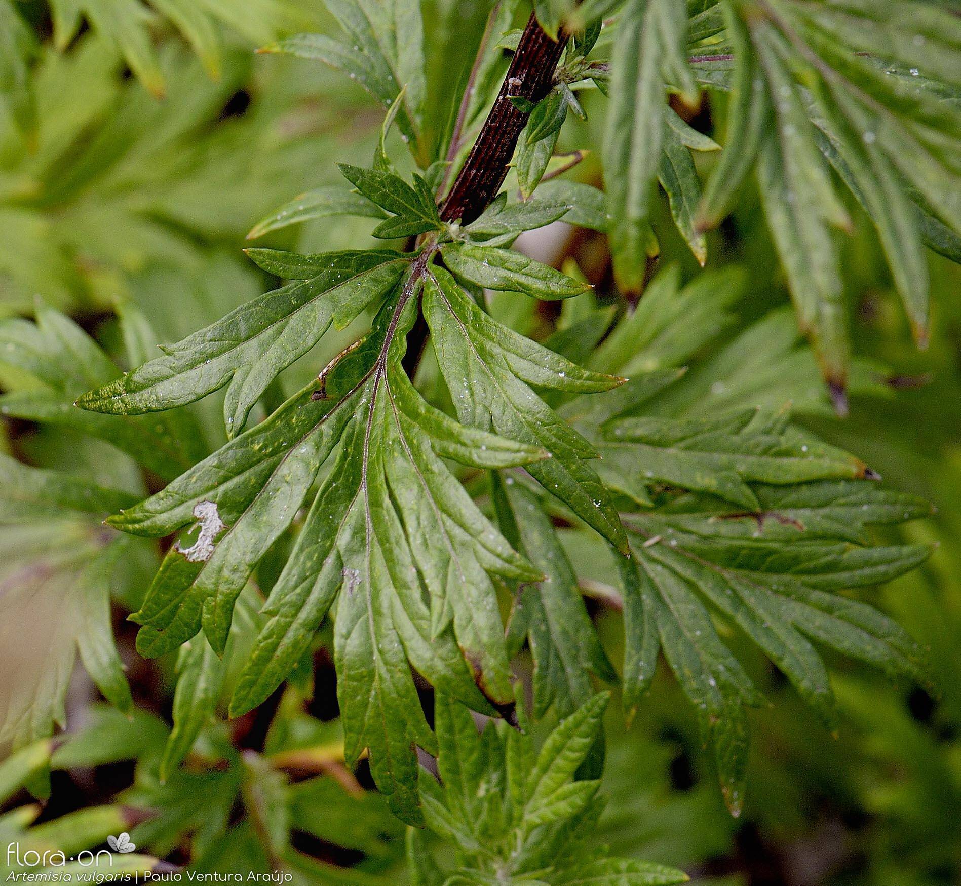 Artemisia vulgaris - Folha | Paulo Ventura Araújo; CC BY-NC 4.0