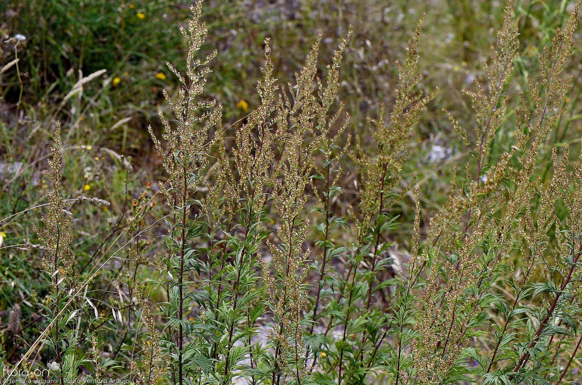 Artemisia vulgaris - Hábito | Paulo Ventura Araújo; CC BY-NC 4.0