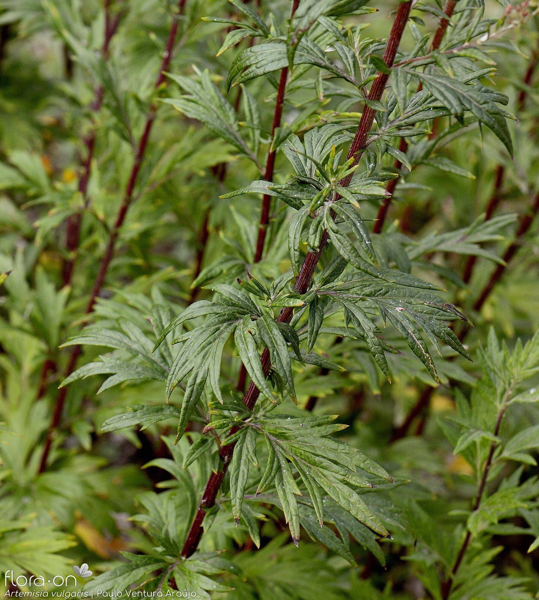 Artemisia vulgaris - Folha (geral) | Paulo Ventura Araújo; CC BY-NC 4.0