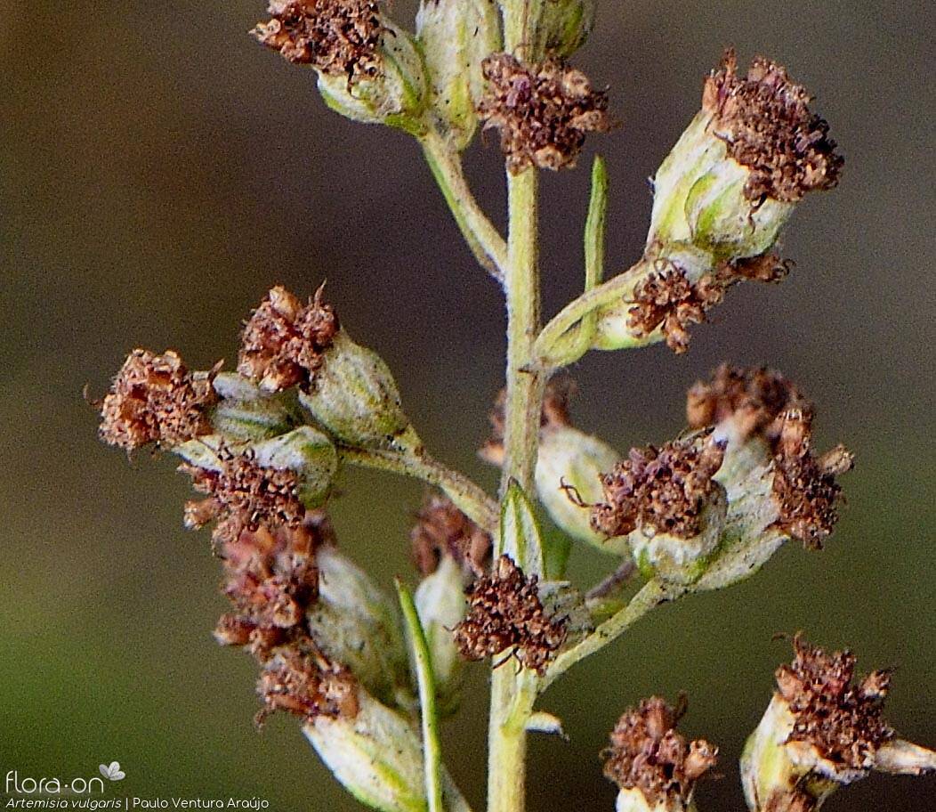 Artemisia vulgaris - Capítulo | Paulo Ventura Araújo; CC BY-NC 4.0