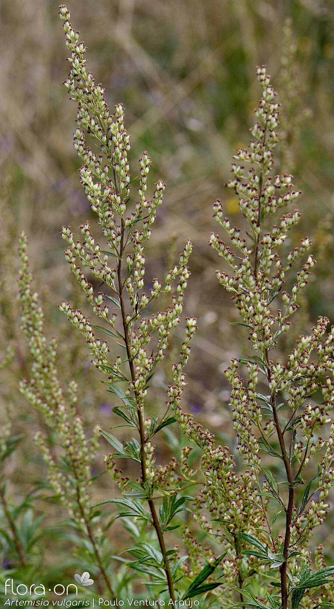 Artemisia vulgaris - Flor (geral) | Paulo Ventura Araújo; CC BY-NC 4.0