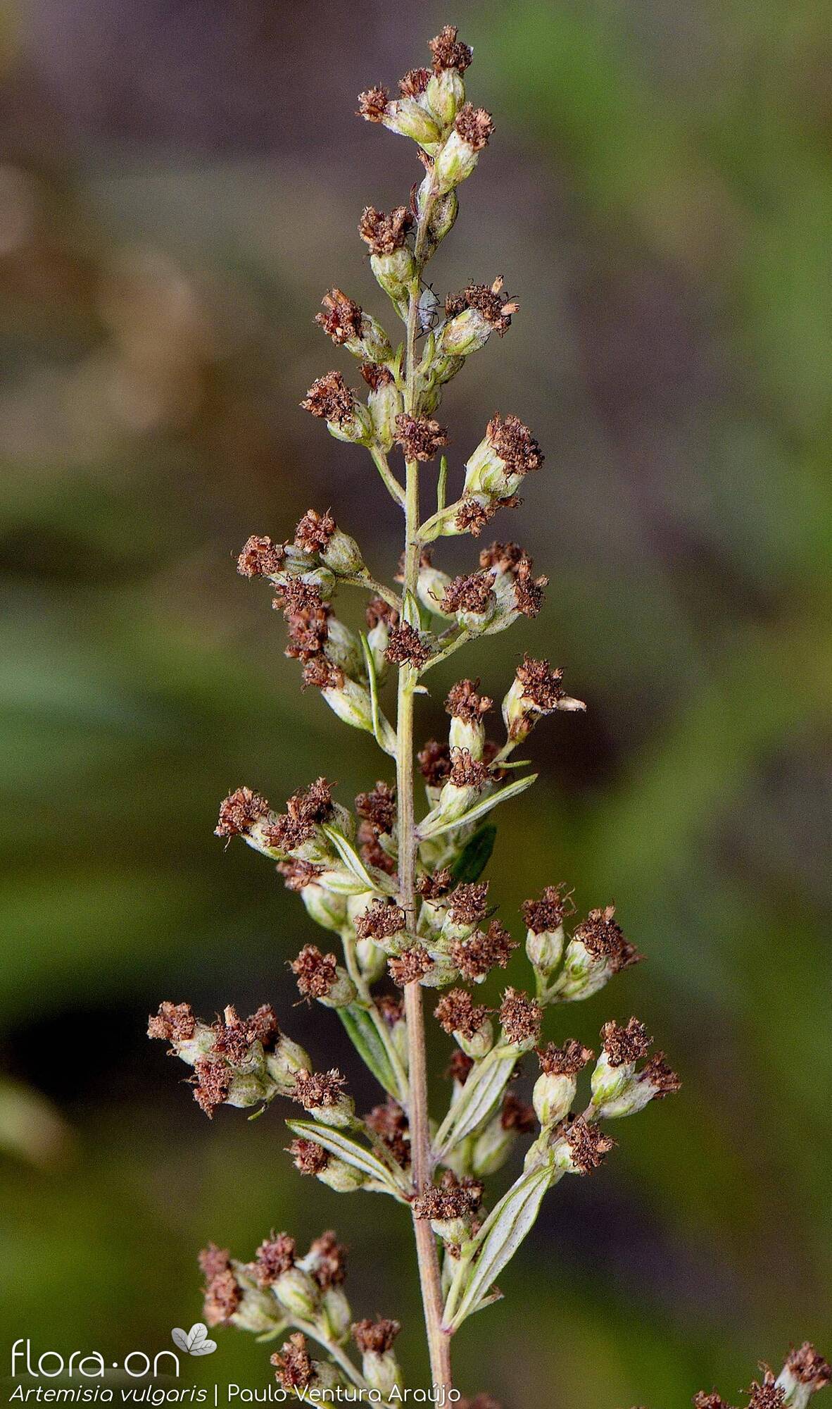 Artemisia vulgaris - Flor (geral) | Paulo Ventura Araújo; CC BY-NC 4.0