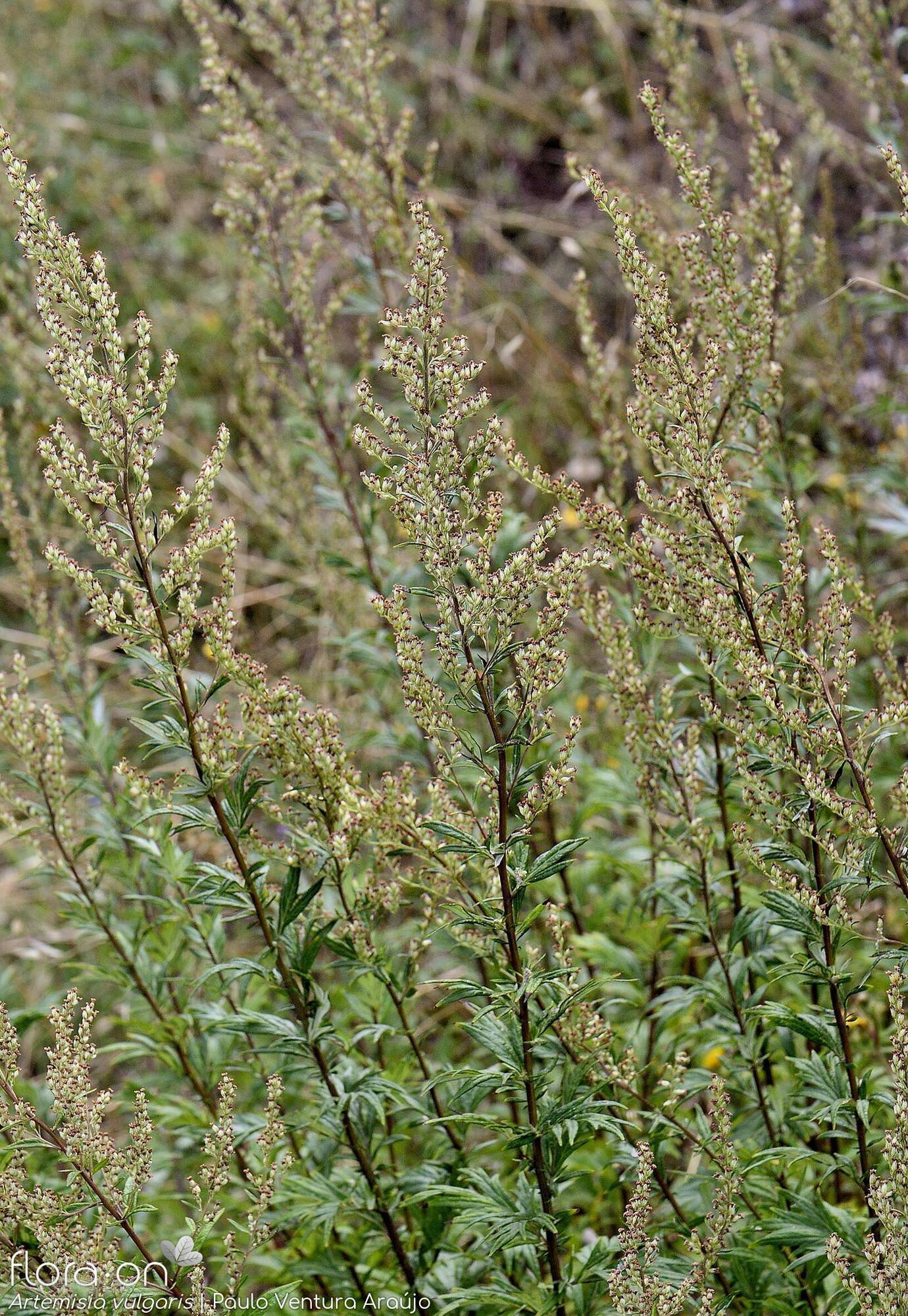 Artemisia vulgaris - Hábito | Paulo Ventura Araújo; CC BY-NC 4.0