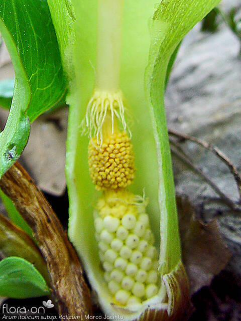 Arum italicum italicum - Flor (close-up) | Marco Jacinto; CC BY-NC 4.0