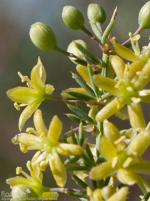 Asparagus acutifolius - Flor (close-up) | Miguel Porto; CC BY-NC 4.0