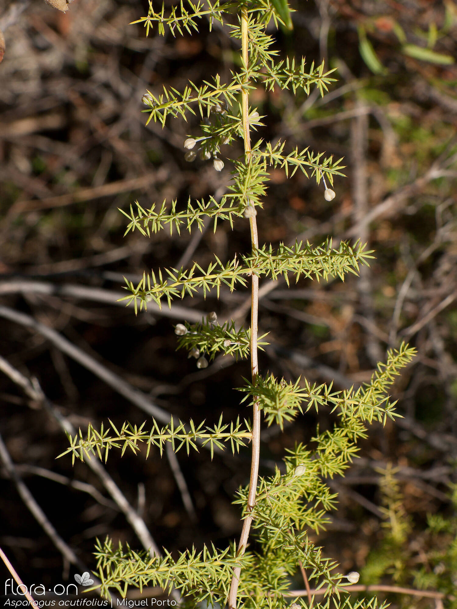 Asparagus acutifolius - Hábito | Miguel Porto; CC BY-NC 4.0