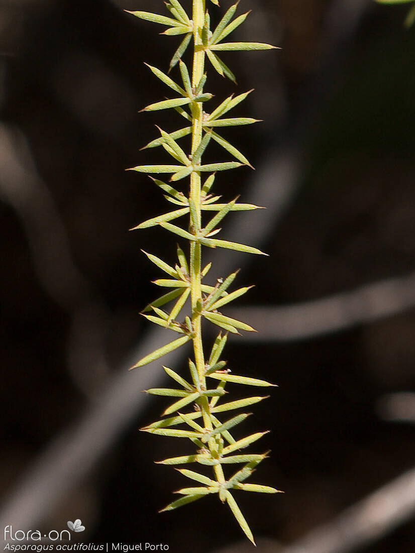 Asparagus acutifolius - Folha | Miguel Porto; CC BY-NC 4.0