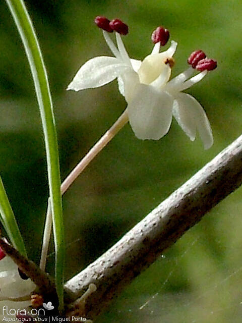Asparagus albus - Flor (close-up) | Miguel Porto; CC BY-NC 4.0