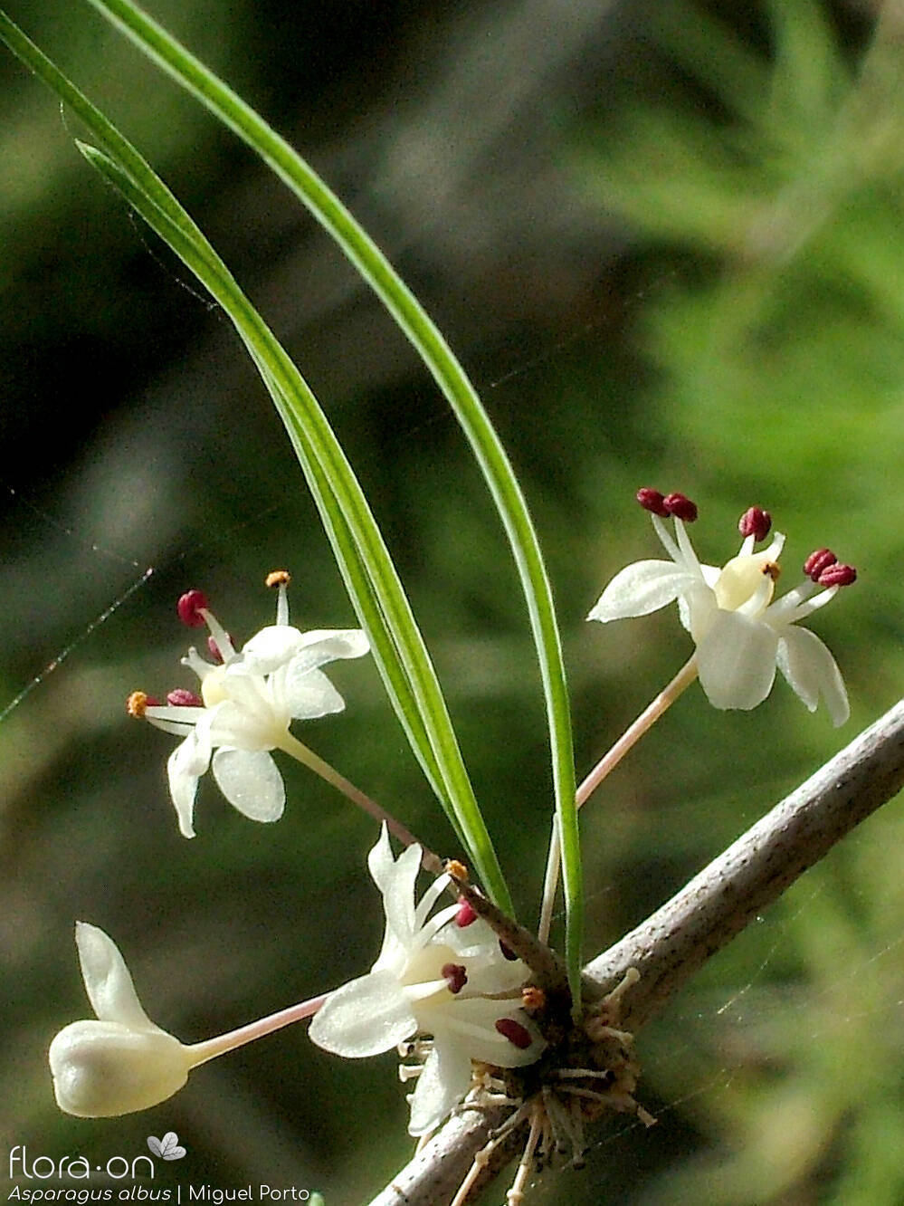 Asparagus albus - Flor (geral) | Miguel Porto; CC BY-NC 4.0