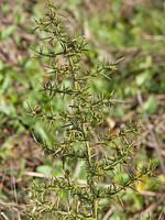 Asparagus aphyllus