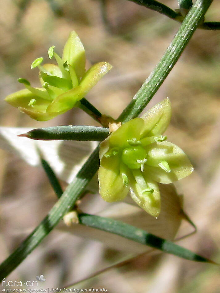 Asparagus aphyllus - Flor (close-up) | João Domingues Almeida; CC BY-NC 4.0