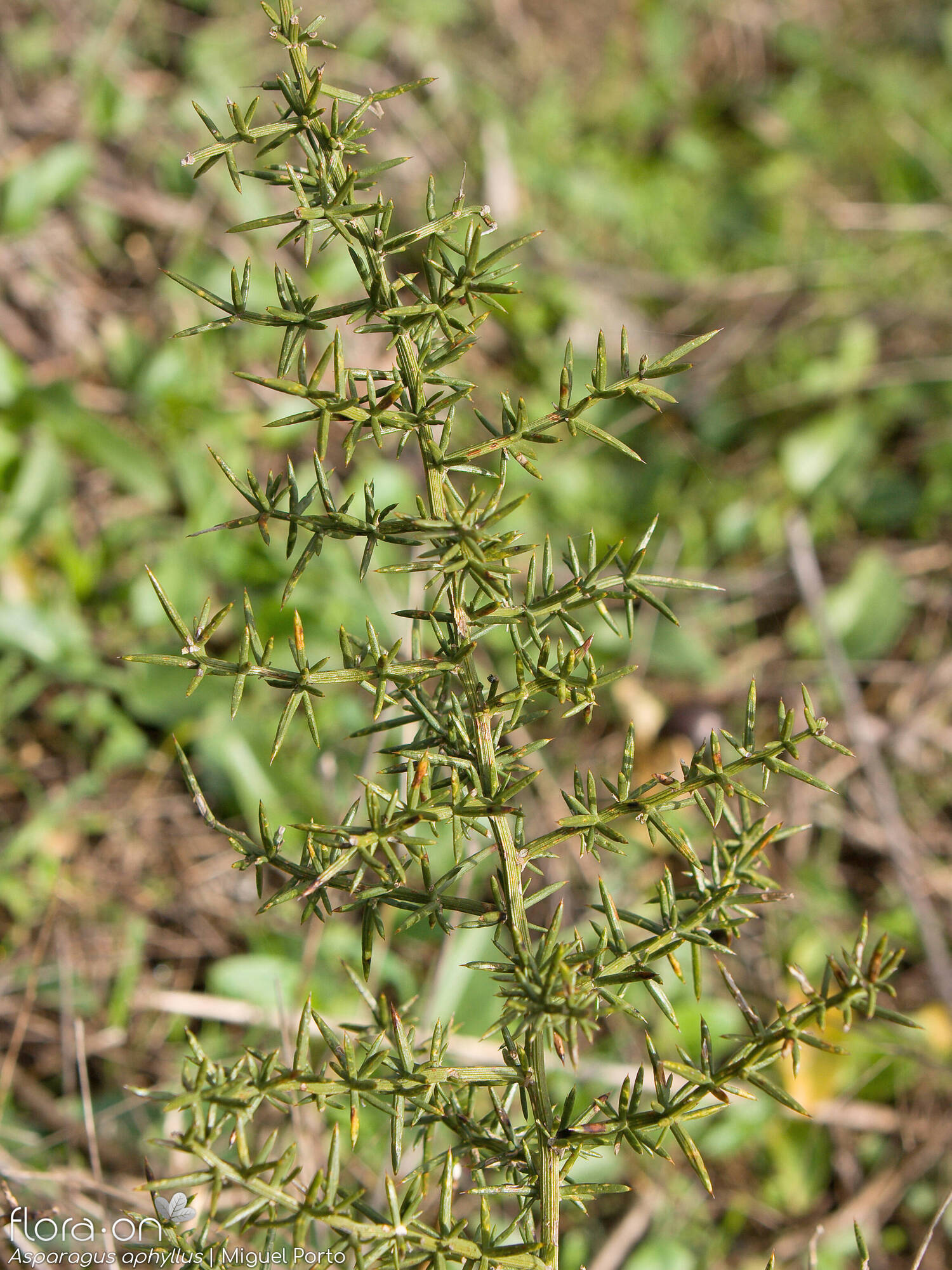 Asparagus aphyllus - Hábito | Miguel Porto; CC BY-NC 4.0