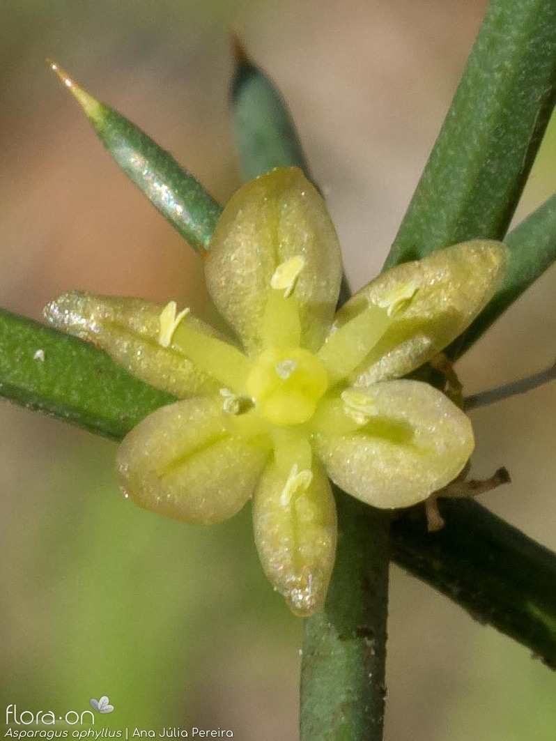 Asparagus aphyllus - Flor (close-up) | Ana Júlia Pereira; CC BY-NC 4.0