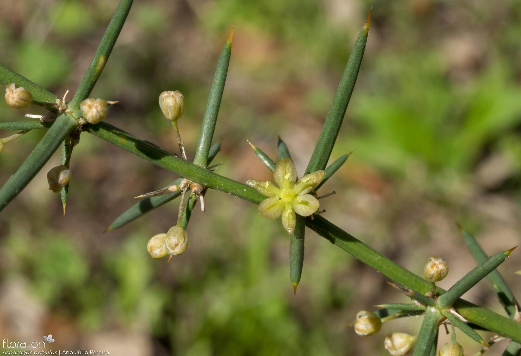 Asparagus aphyllus - Flor (geral) | Ana Júlia Pereira; CC BY-NC 4.0