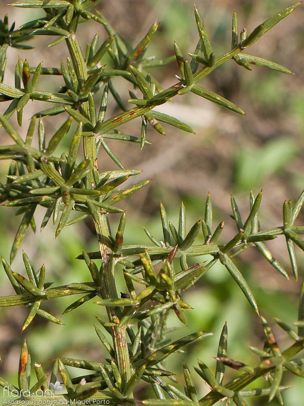 Asparagus aphyllus - Caule | Miguel Porto; CC BY-NC 4.0