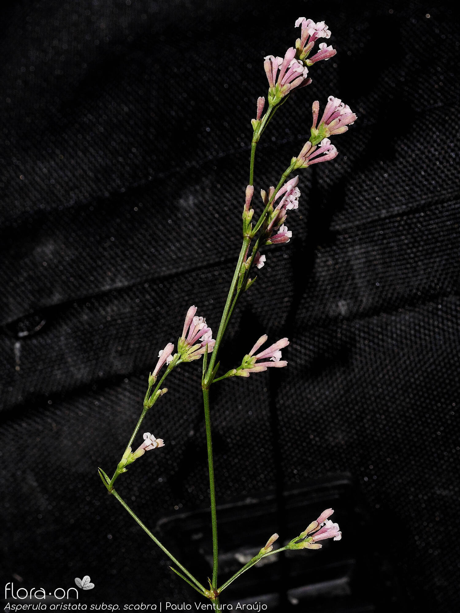 Asperula aristata scabra - Flor (geral) | Paulo Ventura Araújo; CC BY-NC 4.0