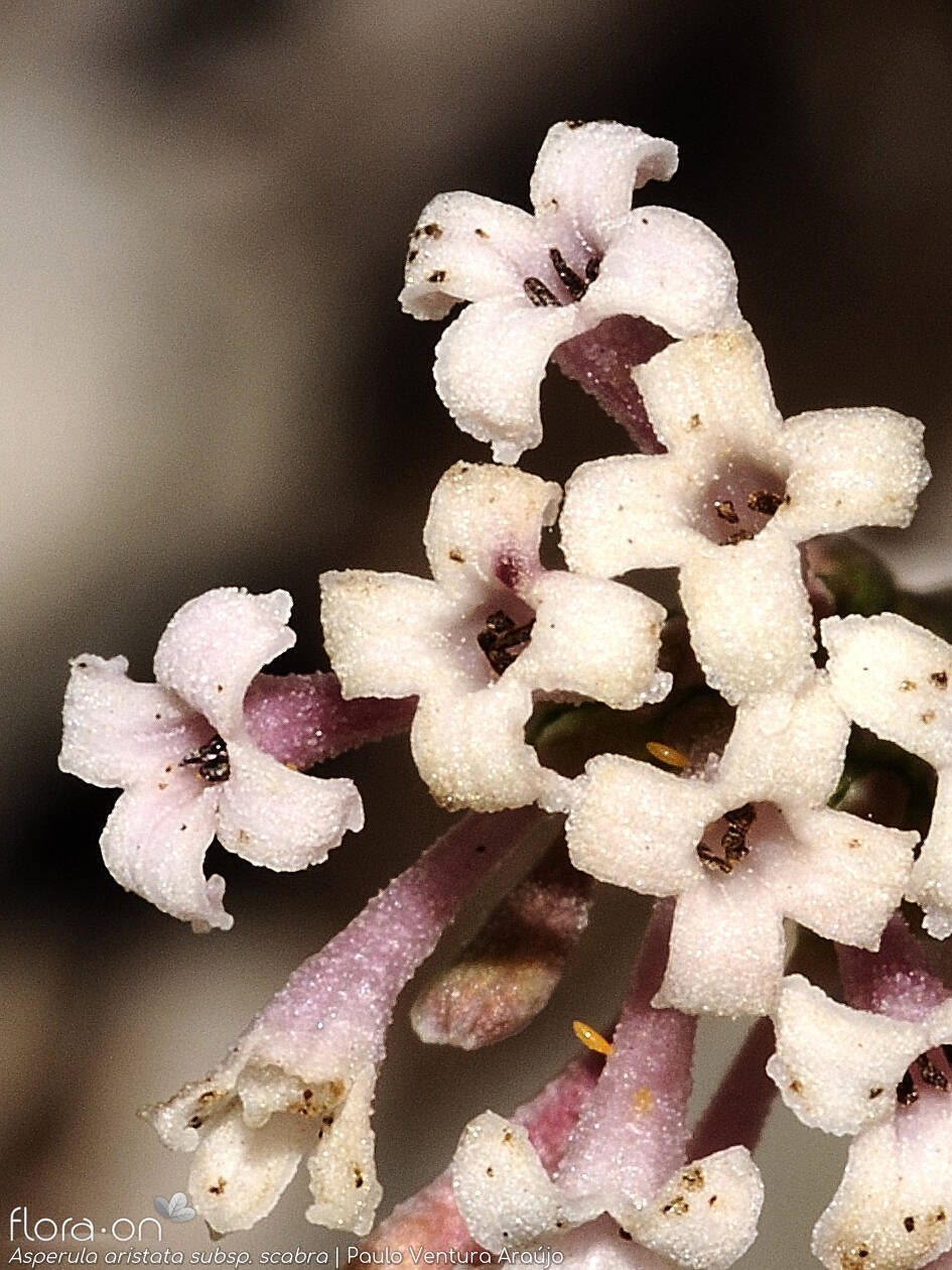 Asperula aristata scabra - Flor (close-up) | Paulo Ventura Araújo; CC BY-NC 4.0