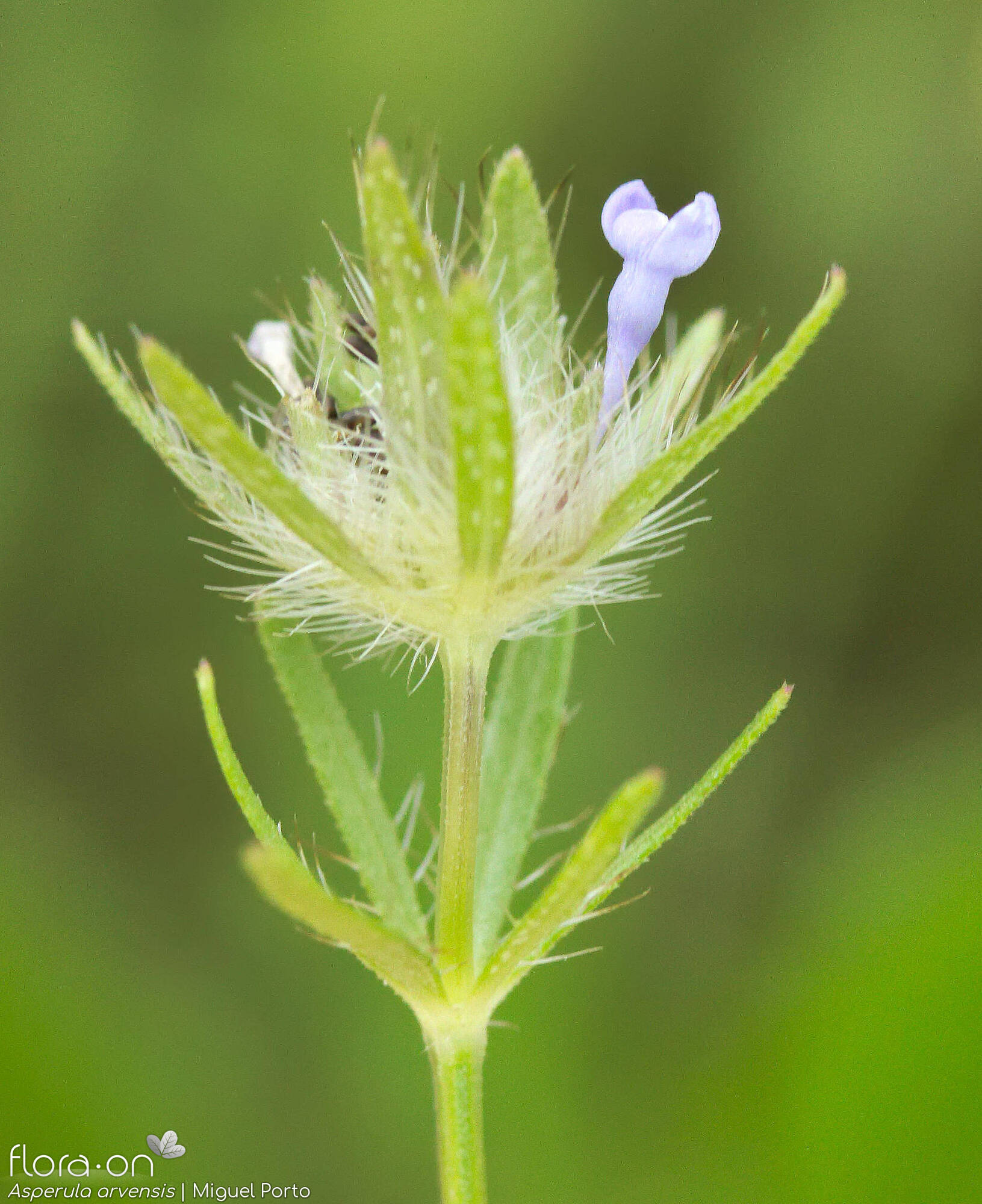 Asperula arvensis - Flor (geral) | Miguel Porto; CC BY-NC 4.0
